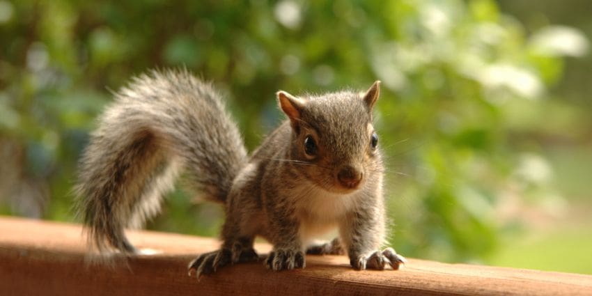 how fast can a squirrel run - baby grey squirrel 