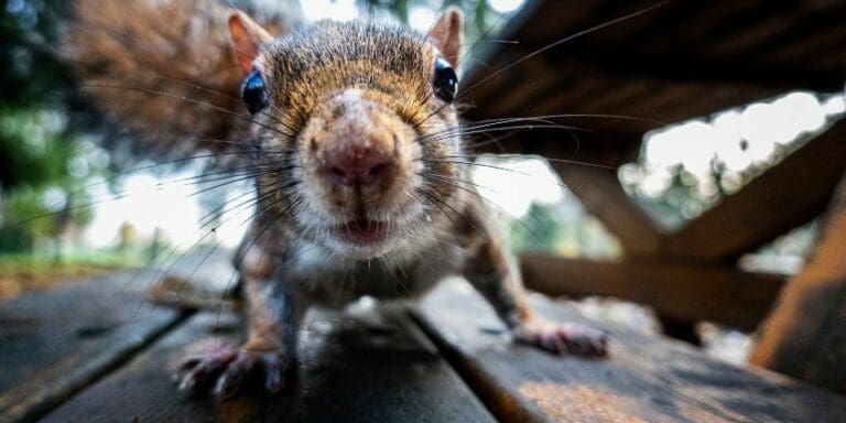 The Strange Story of the Great Squirrel Stampede of 1822