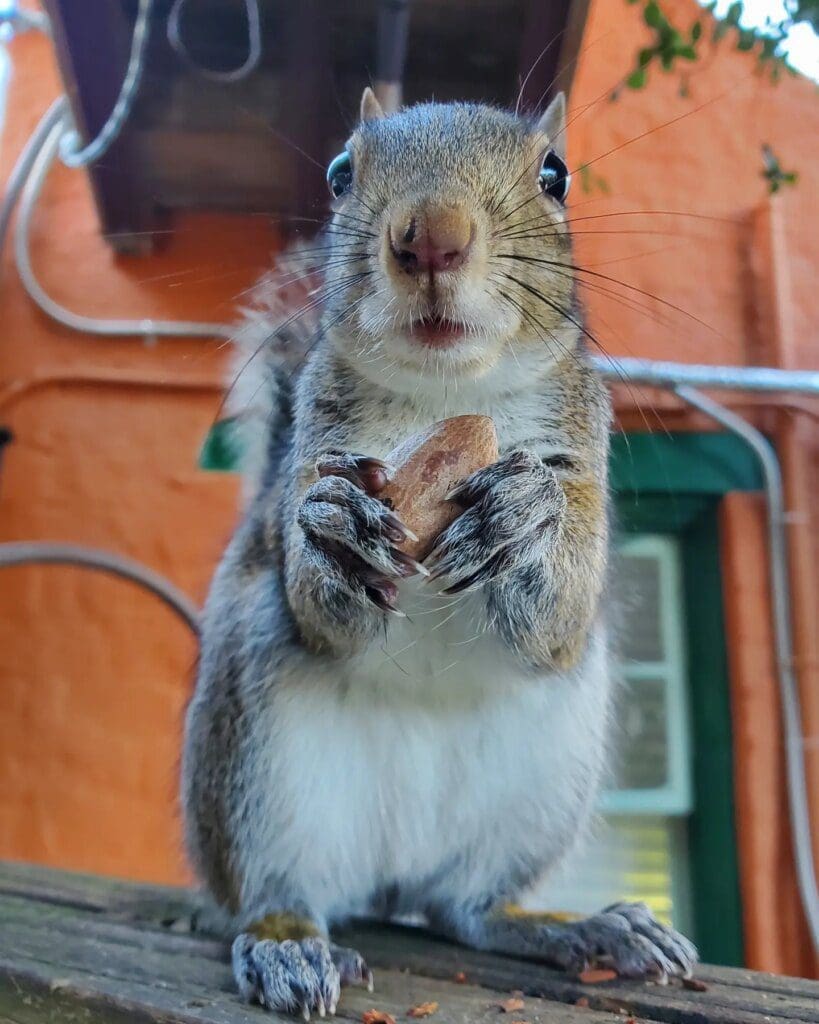 do squirrels eat strawberries - Eastern Grey Squirrel Miss Pinkie