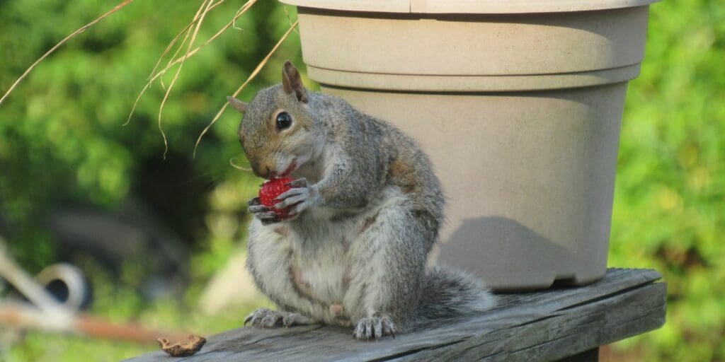 do squirrels eat strawberries