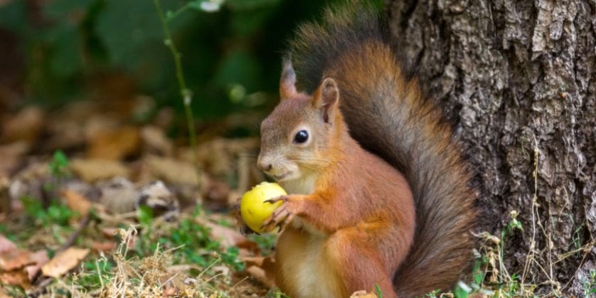 do squirrels eat strawberries - red squirrel eating fruit