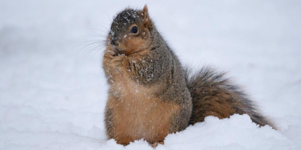 how do squirrels stay warm in winter - fox squirrel in snow