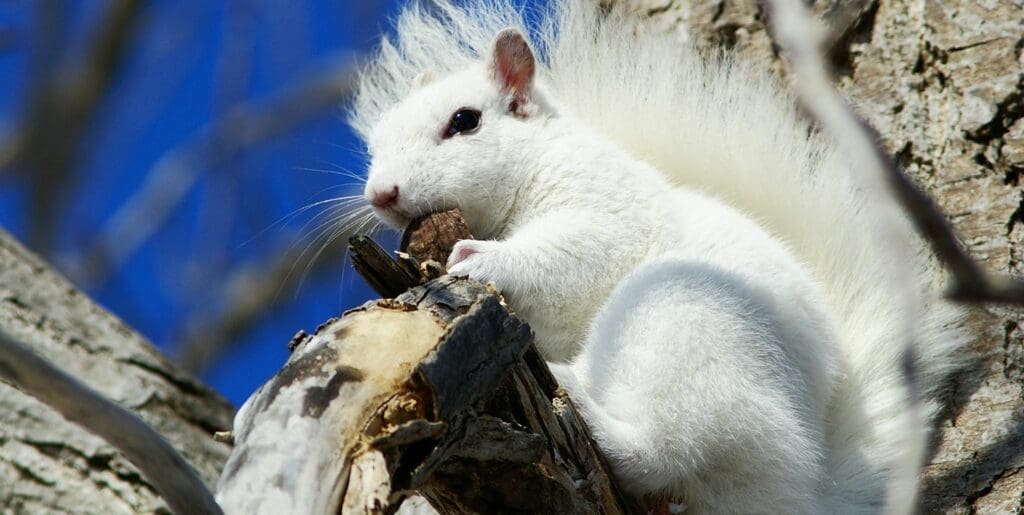 white squirrel of kenton