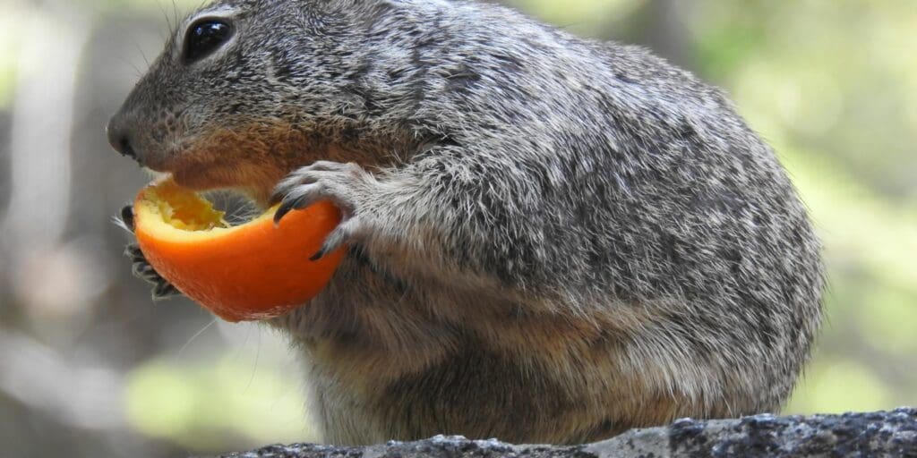 What Smells Keep Squirrels Away From Bird Feeders - squirrel eating an orange