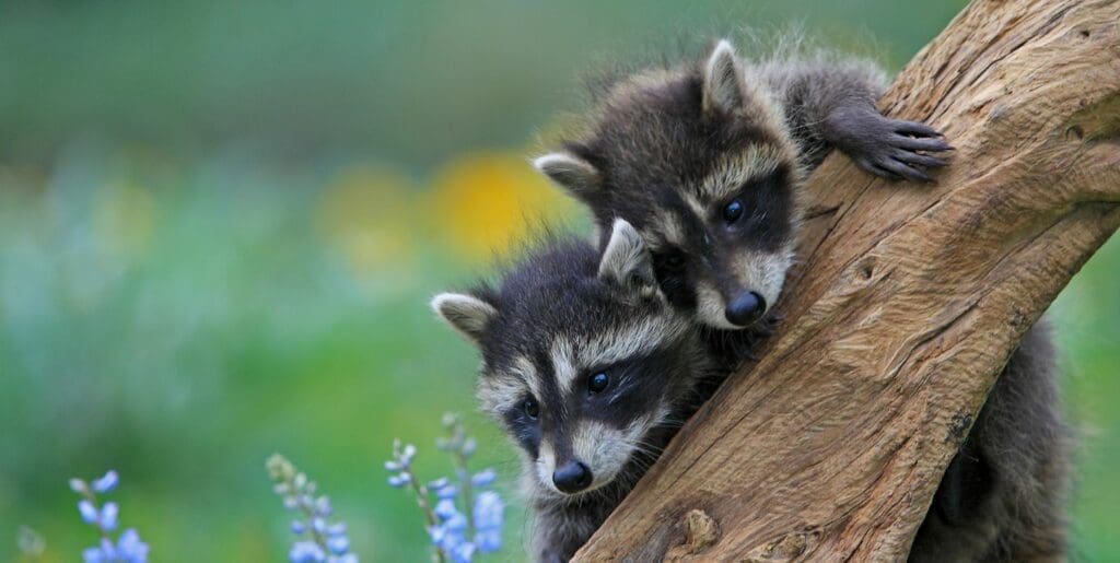 do raccoons hibernate - baby raccoons in a tree