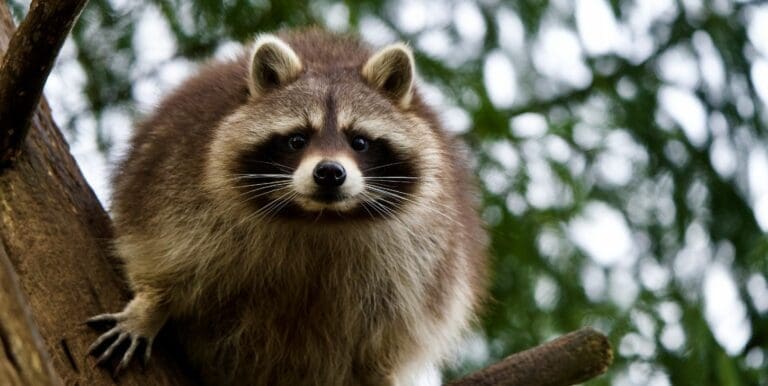 Do Raccoons Hibernate – A Winter Survival Story