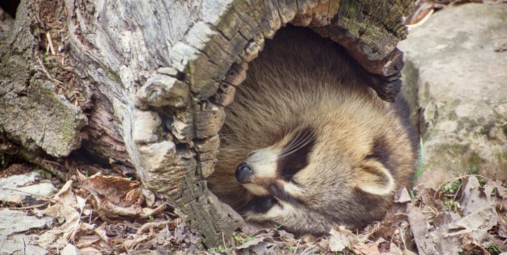do raccoons hibernate - raccoon sleeping inside hollowed out log