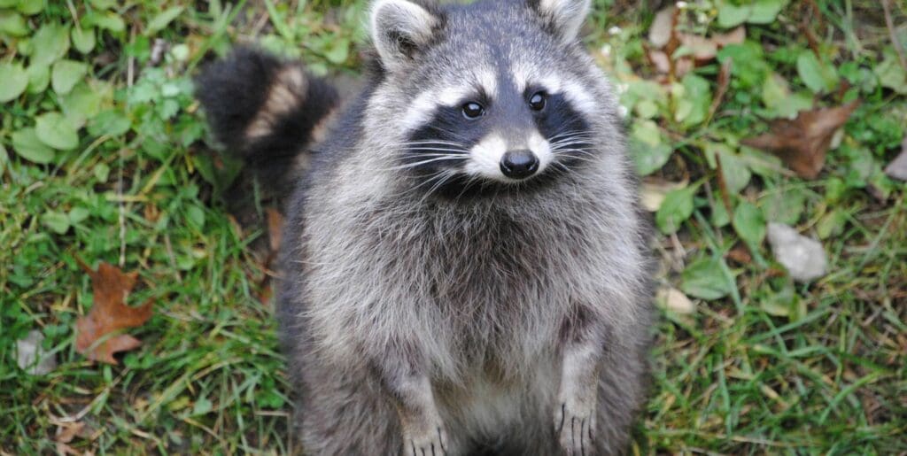 do raccoons hibernate - raccoon standing on its hind legs