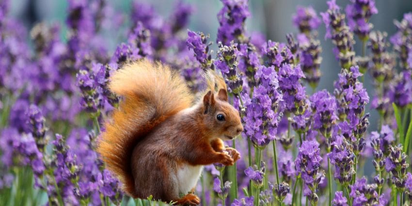 do squirrels eat lavender - red squirrel in lavender garden