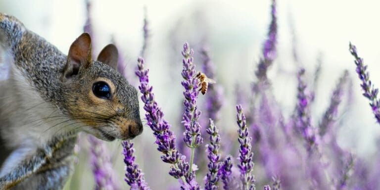 Do Squirrels Eat Lavender Plants – The Garden Drama Unfolds!