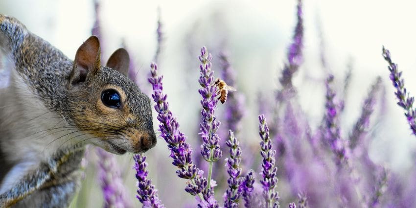 do squirrels eat lavender - squirrel in lavender garden