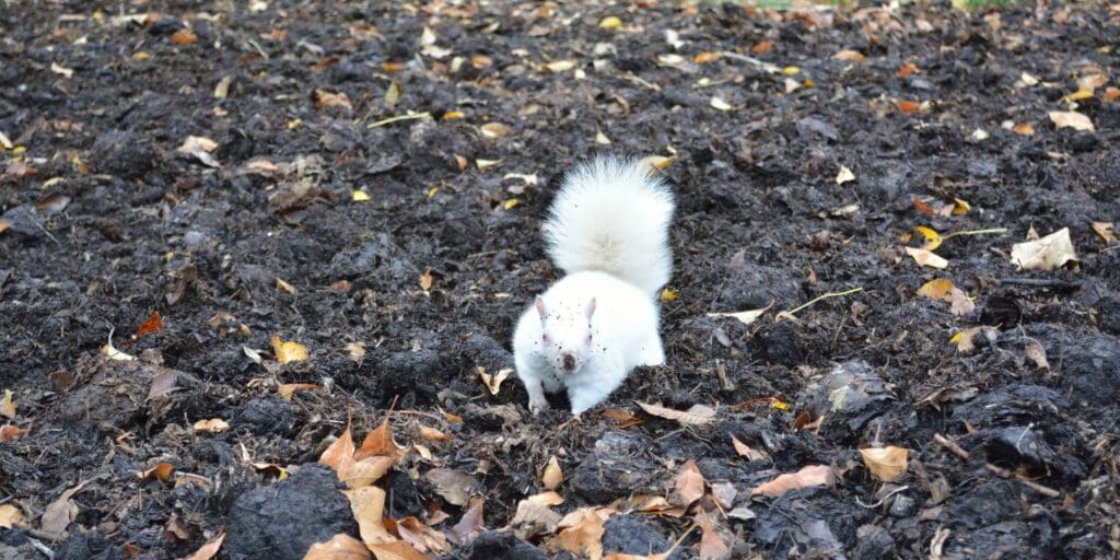 squirrel digging - albino squirrel