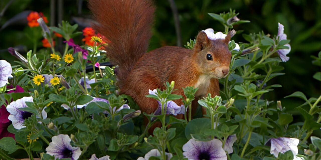 squirrel digging - red squirrel in a flower garden