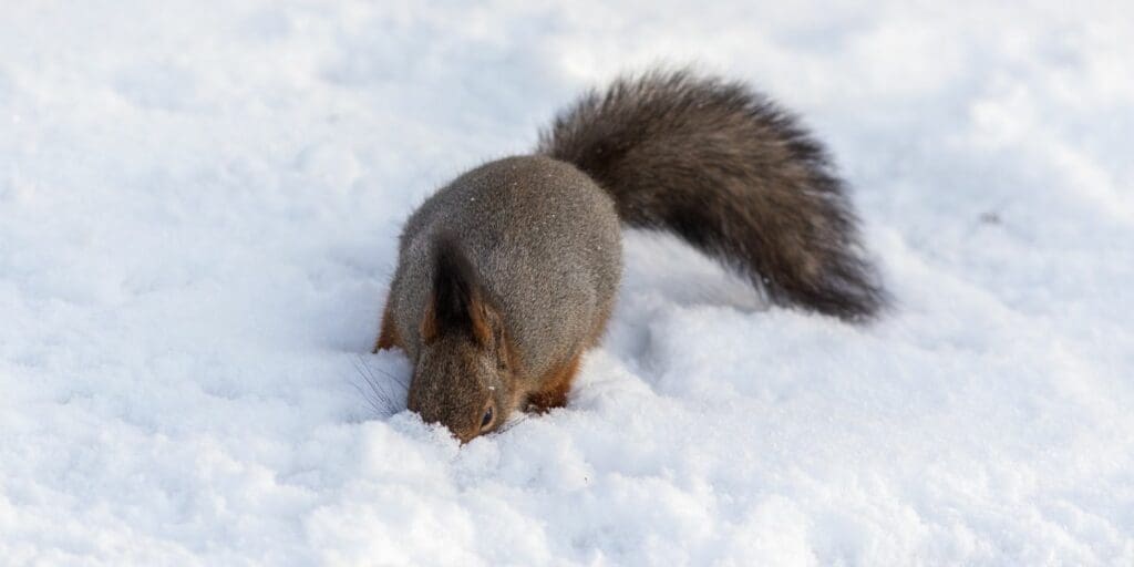 squirrel digging - squirrel in snow