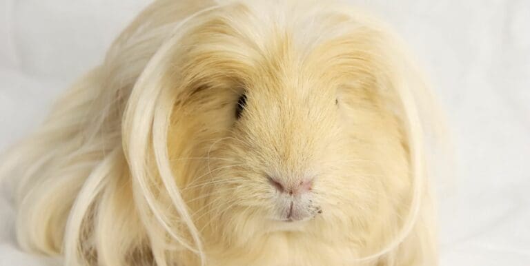 The Adorable World of White Guinea Pigs: Everything You Need to Know