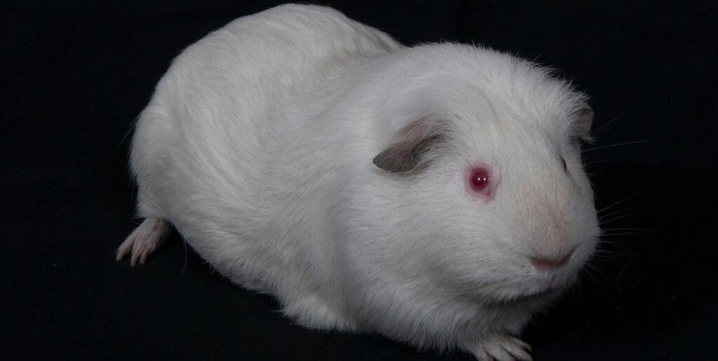 white guinea pigs red eyes