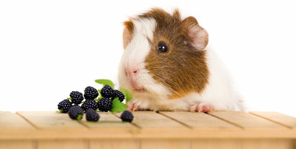 guinea pig on top of a box with a vine of blackberries - can guinea pigs eat blackberries 
