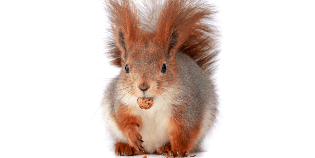 can squirrels eat almonds - red squirrel with an almond in its mouth