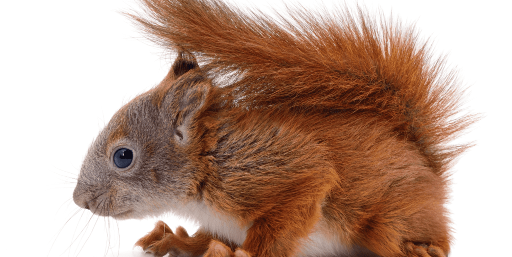 can squirrels eat almonds - baby red squirrel