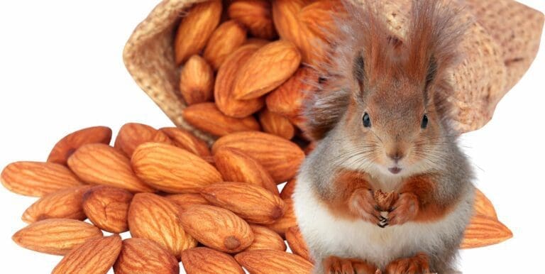 Can Squirrels Eat Almonds – The Truth About Nuts