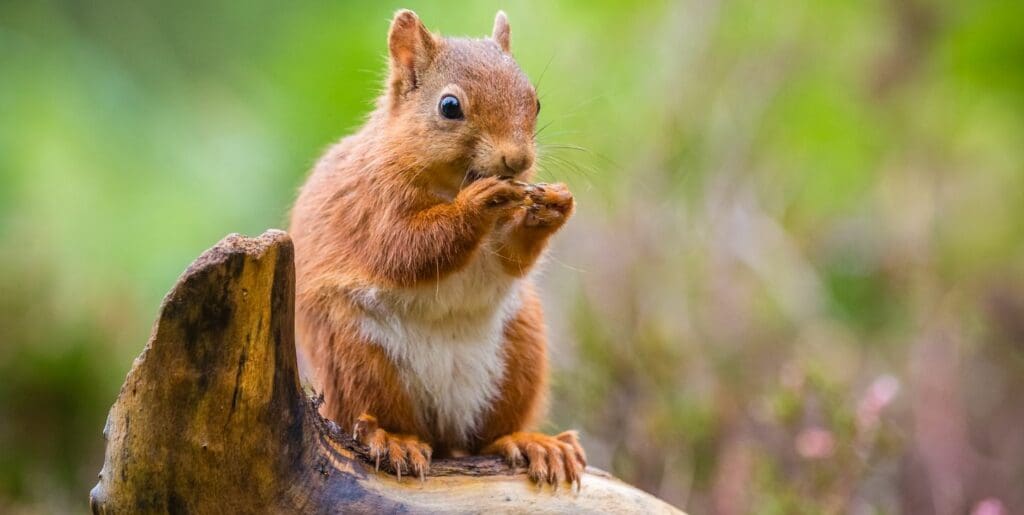 can squirrels eat walnuts unshelled
