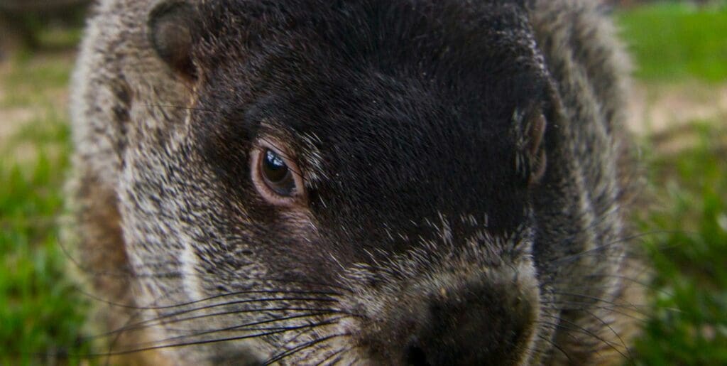 do groundhogs climb trees - up close view