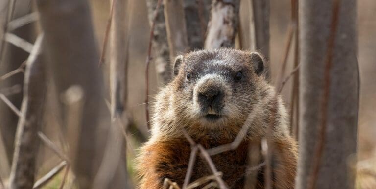 Do Groundhogs Climb Trees? WARNING – You Won’t Believe it?