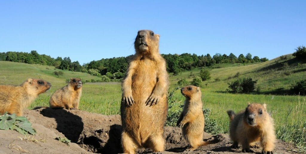 do-groundhogs-climb-trees-groundhog-mom-and-babies