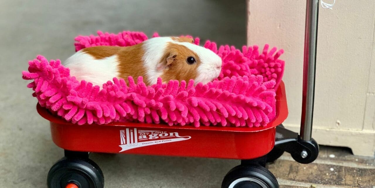 do guinea pigs hibernate - guinea pig nestled in a pink blanket situatied in a red wagon