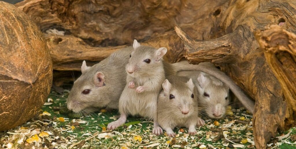 do mice hibernate - brown mice huddled together