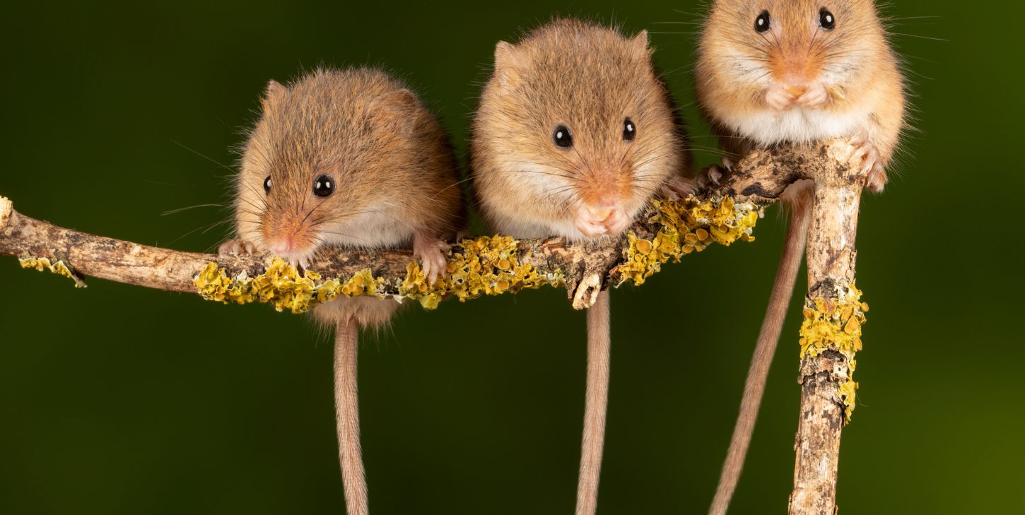 do mice hibernate - three mice on a branch