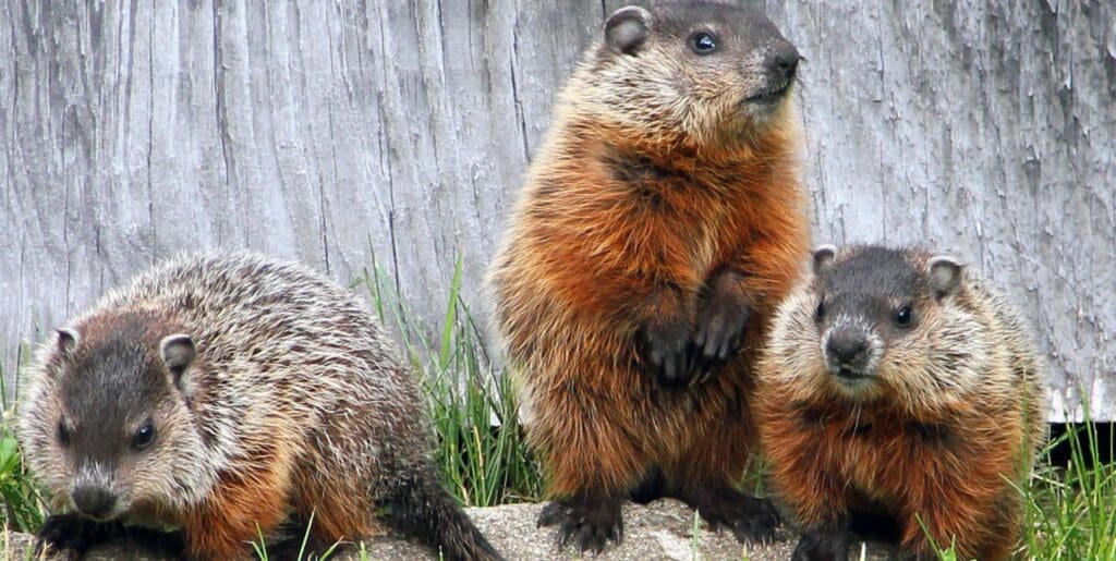 groundhog reproduction - young groundhog siblings
