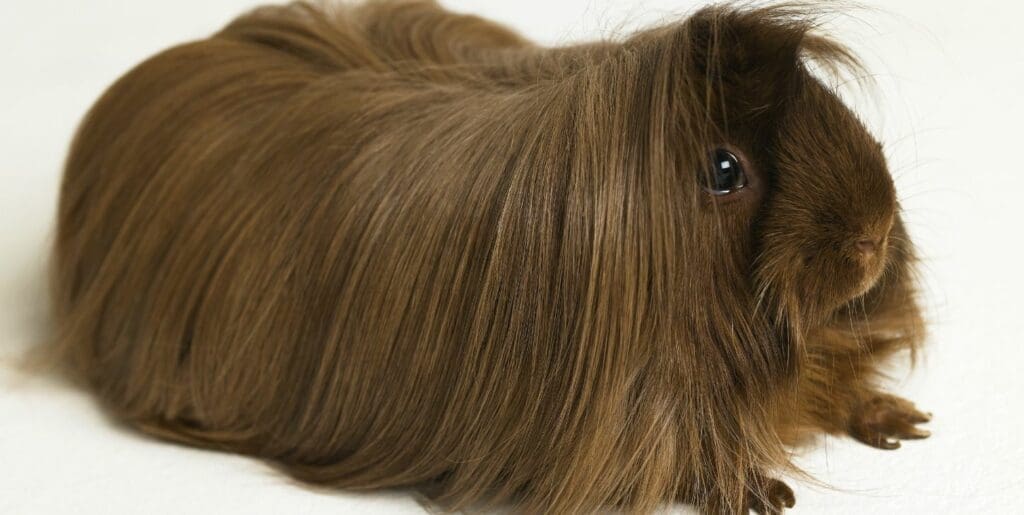 sheltie guinea pig brown long hair