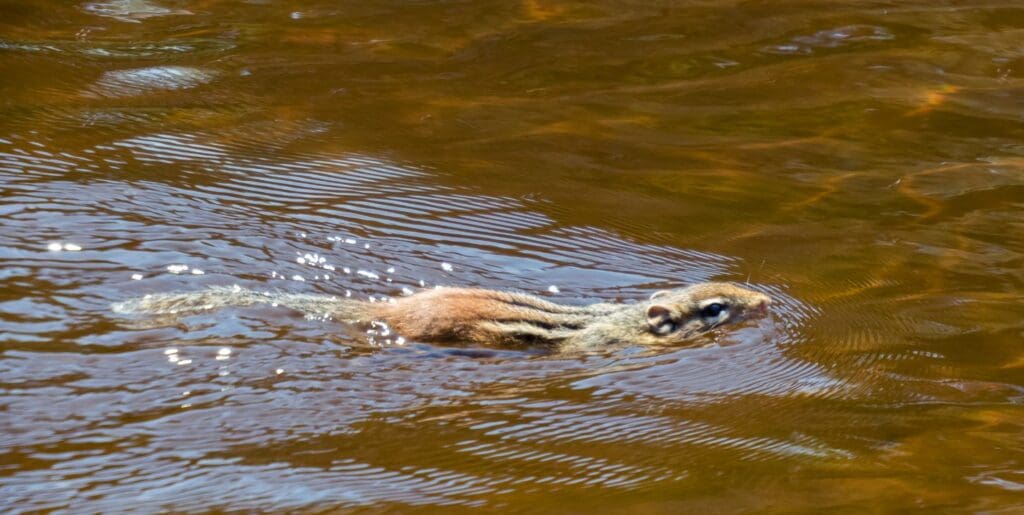 can a squirrel swim - squirrel in a body of water