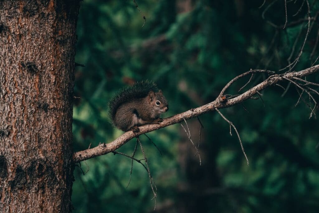 squirrel relaxing in the tree