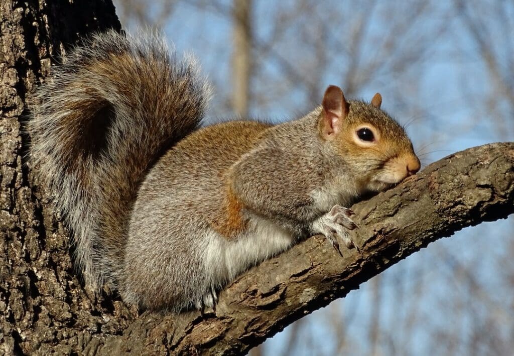 eastern grey squirrel relaxing on branch