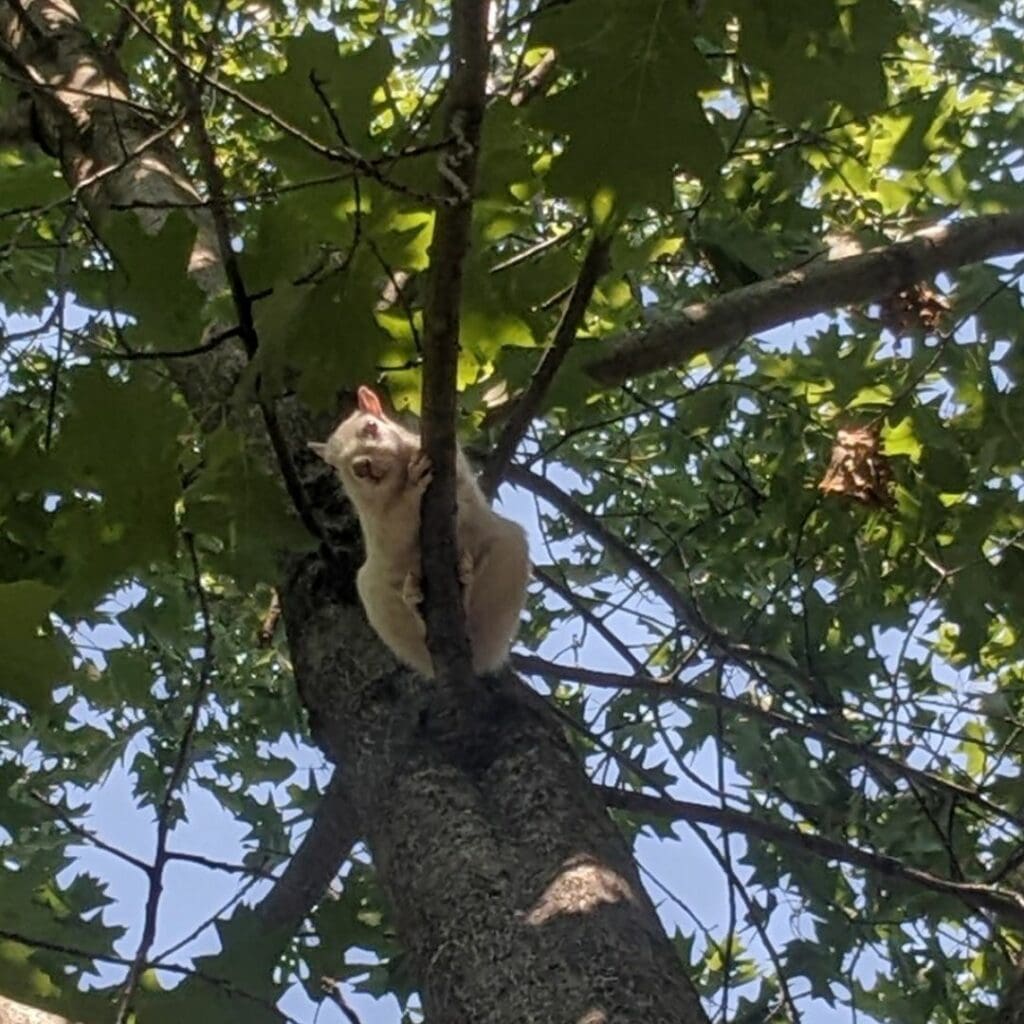 albino squirrel sitting in tree