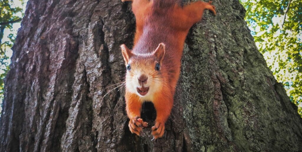 do squirrels eat potatoes - red squirrel on tree
