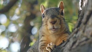 do squirrels carry bubonic plague: fox squirrel in a tree
