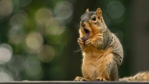 do squirrels eat acorns: a squirrel surprised with mouth open holding an acorn in its paw