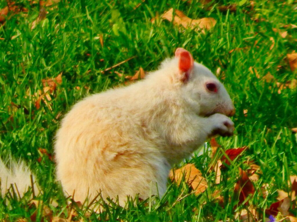 albino squirrel in the grass