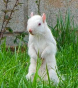 albino squirrel standing upright in the grass