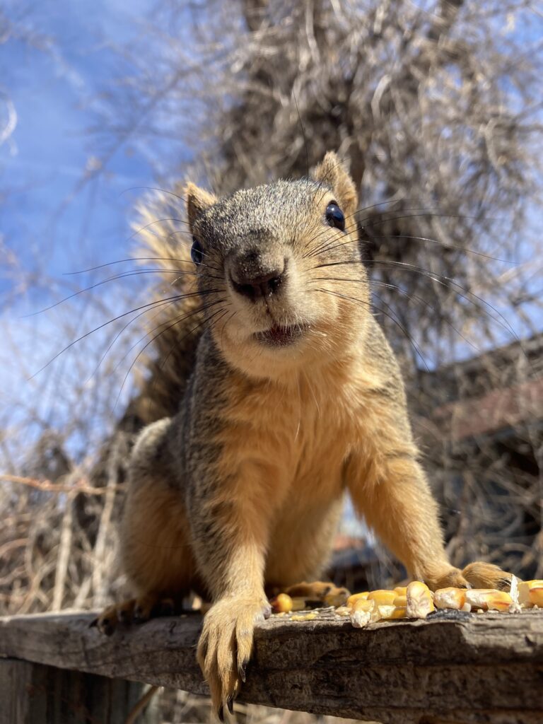 friendly wild squirrel